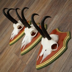 Bois de chamois 3 pièces Chamois mâle SL 21,4 cm Bois de chamois sur plaque en bois de pin cembro 47.278