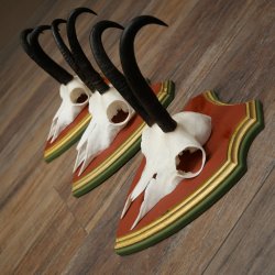 Bois de chamois 3 pièces Chamois mâle SL 21,4 cm Bois de chamois sur plaque en bois de pin cembro 47.278