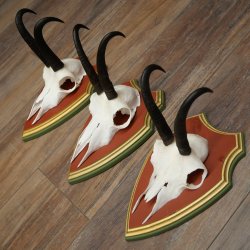 Bois de chamois 3 pièces Chamois mâle SL 21,4 cm Bois de chamois sur plaque en bois de pin cembro 47.278