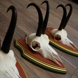 Bois de chamois 3 pièces Chamois mâle SL 21,4 cm Bois de chamois sur plaque en bois de pin cembro 47.278