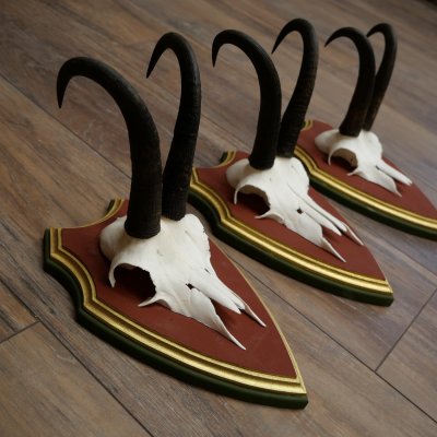 Bois de chamois 3 pièces Chamois mâle SL 21,4 cm Bois de chamois sur plaque en bois de pin cembro 47.278