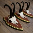 Bois de chamois 3 pièces Chamois mâle SL 21,4 cm Bois de chamois sur plaque en bois de pin cembro 47.278