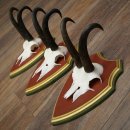 Bois de chamois 3 pièces Chamois mâle SL 21,4 cm Bois de chamois sur plaque en bois de pin cembro 47.278