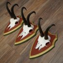 Bois de chamois 3 pièces Chamois mâle SL 21,4 cm Bois de chamois sur plaque en bois de pin cembro 47.278