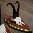 Bois de chamois 3 pièces Chamois mâle SL 21,4 cm Bois de chamois sur plaque en bois de pin cembro 47.278