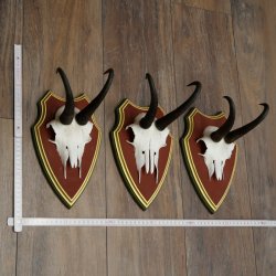 Bois de chamois 3 pièces Chamois mâle SL 21,4 cm Bois de chamois sur plaque en bois de pin cembro 47.278