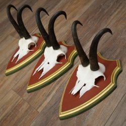 Bois de chamois 3 pièces Chamois mâle SL 21,4 cm Bois de chamois sur plaque en bois de pin cembro 47.278
