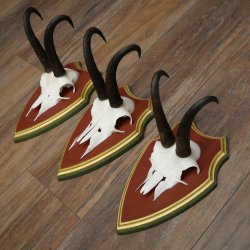 Bois de chamois 3 pièces Chamois mâle SL 21,4 cm Bois de chamois sur plaque en bois de pin cembro 47.278