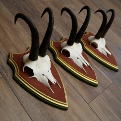 Bois de chamois 3 pièces Chamois mâle SL 21,4 cm Bois de chamois sur plaque en bois de pin cembro 47.278