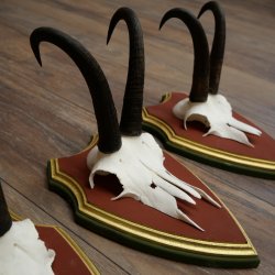 Bois de chamois 3 pièces Chamois mâle SL 21,4 cm Bois de chamois sur plaque en bois de pin cembro 47.278