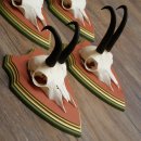 Bois de chamois 3 pièces Chamois mâle SL 21,4 cm Bois de chamois sur plaque en bois de pin cembro 47.278