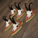 Bois de chamois 3 pièces Chamois mâle SL 21,4 cm Bois de chamois sur plaque en bois de pin cembro 47.278