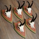 Bois de chamois 3 pièces Chamois mâle SL 21,4 cm Bois de chamois sur plaque en bois de pin cembro 47.278