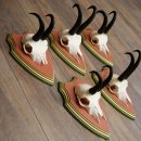 Bois de chamois 3 pièces Chamois mâle SL 21,4 cm Bois de chamois sur plaque en bois de pin cembro 47.278