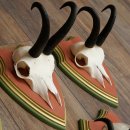 Bois de chamois 3 pièces Chamois mâle SL 21,4 cm Bois de chamois sur plaque en bois de pin cembro 47.278