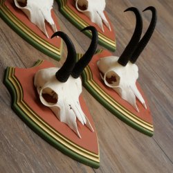 Bois de chamois 3 pièces Chamois mâle SL 21,4 cm Bois de chamois sur plaque en bois de pin cembro 47.278