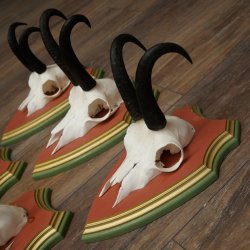 Bois de chamois 3 pièces Chamois mâle SL 21,4 cm Bois de chamois sur plaque en bois de pin cembro 47.278