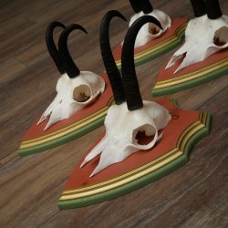 Bois de chamois 3 pièces Chamois mâle SL 21,4 cm Bois de chamois sur plaque en bois de pin cembro 47.278