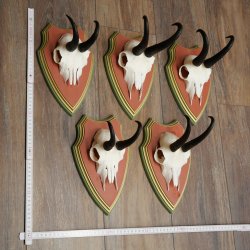 Bois de chamois 3 pièces Chamois mâle SL 21,4 cm Bois de chamois sur plaque en bois de pin cembro 47.278