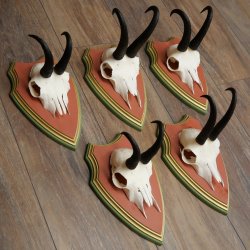 Bois de chamois 3 pièces Chamois mâle SL 21,4 cm Bois de chamois sur plaque en bois de pin cembro 47.278