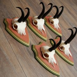 Bois de chamois 3 pièces Chamois mâle SL 21,4 cm Bois de chamois sur plaque en bois de pin cembro 47.278