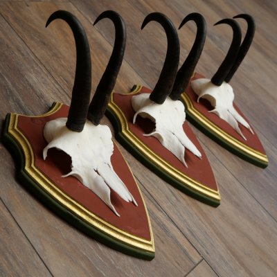 Bois de chamois 3 pièces Chamois mâle SL 21,4 cm Bois de chamois sur plaque en bois de pin cembro 47.278