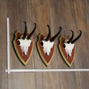 Bois de chamois 3 pièces Chamois mâle SL 21,4 cm Bois de chamois sur plaque en bois de pin cembro 47.278