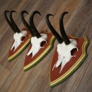Bois de chamois 3 pièces Chamois mâle SL 21,4 cm Bois de chamois sur plaque en bois de pin cembro 47.278