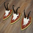 Bois de chamois 3 pièces Chamois mâle SL 21,4 cm Bois de chamois sur plaque en bois de pin cembro 47.278