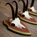 Bois de chamois 3 pièces Chamois mâle SL 21,4 cm Bois de chamois sur plaque en bois de pin cembro 47.278