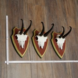 Bois de chamois 3 pièces Chamois mâle SL 21,4 cm Bois de chamois sur plaque en bois de pin cembro 47.278