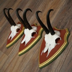 Bois de chamois 3 pièces Chamois mâle SL 21,4 cm Bois de chamois sur plaque en bois de pin cembro 47.278