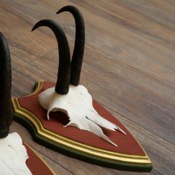 Bois de chamois 3 pièces Chamois mâle SL 21,4 cm Bois de chamois sur plaque en bois de pin cembro 47.278