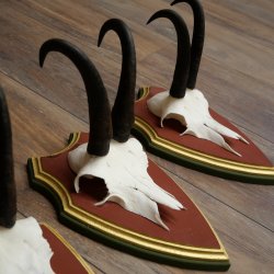 Bois de chamois 3 pièces Chamois mâle SL 21,4 cm Bois de chamois sur plaque en bois de pin cembro 47.278