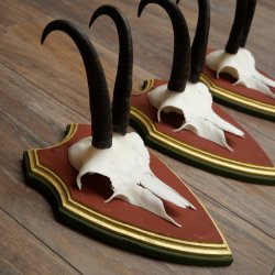 Bois de chamois 3 pièces Chamois mâle SL 21,4 cm Bois de chamois sur plaque en bois de pin cembro 47.278