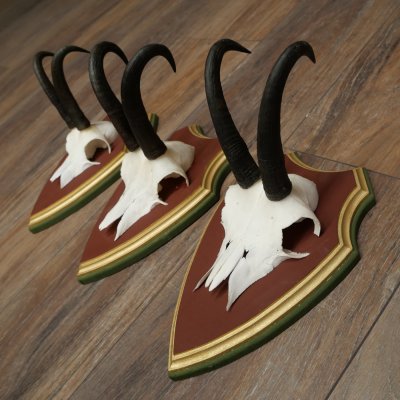 Gamsgeweihe 3 Stück Gamsen Bock SL 20,2 cm Gams Gems Geweih auf ZIRBENHOLZ Trophäenschild 47.287