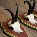 Gamsgeweihe 3 Stück Gamsen Bock SL 20,2 cm Gams Gems Geweih auf ZIRBENHOLZ Trophäenschild 47.287