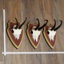 Gamsgeweihe 3 Stück Gamsen Bock SL 20,2 cm Gams Gems Geweih auf ZIRBENHOLZ Trophäenschild 47.287