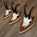 Gamsgeweihe 3 Stück Gamsen Bock SL 20,2 cm Gams Gems Geweih auf ZIRBENHOLZ Trophäenschild 47.287