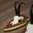 Gamsgeweihe 3 Stück Gamsen Bock SL 20,2 cm Gams Gems Geweih auf ZIRBENHOLZ Trophäenschild 47.287