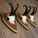 Gamsgeweihe 3 Stück Gamsen Bock SL 20,2 cm Gams Gems Geweih auf ZIRBENHOLZ Trophäenschild 47.287