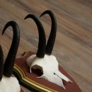Gamsgeweihe 3 Stück Gamsen Bock SL 20,2 cm Gams Gems Geweih auf ZIRBENHOLZ Trophäenschild 47.287