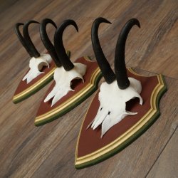 Gamsgeweihe 3 Stück Gamsen Bock SL 20,2 cm Gams Gems Geweih auf ZIRBENHOLZ Trophäenschild 47.287
