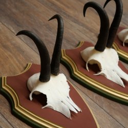 Gamsgeweihe 3 Stück Gamsen Bock SL 20,2 cm Gams Gems Geweih auf ZIRBENHOLZ Trophäenschild 47.287