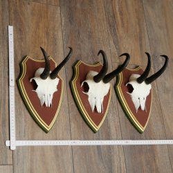 Gamsgeweihe 3 Stück Gamsen Bock SL 20,2 cm Gams Gems Geweih auf ZIRBENHOLZ Trophäenschild 47.287