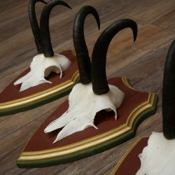 Gamsgeweihe 3 Stück Gamsen Bock SL 20,2 cm Gams Gems Geweih auf ZIRBENHOLZ Trophäenschild 47.287