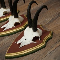 Gamsgeweihe 3 Stück Gamsen Bock SL 20,2 cm Gams Gems Geweih auf ZIRBENHOLZ Trophäenschild 47.287