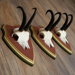 Gamsgeweihe 3 Stück Gamsen Bock SL 20,2 cm Gams Gems Geweih auf ZIRBENHOLZ Trophäenschild 47.287