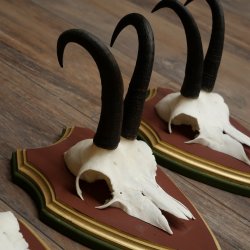 Gamsgeweihe 3 Stück Gamsen Bock SL 20,2 cm Gams Gems Geweih auf ZIRBENHOLZ Trophäenschild 47.287