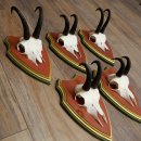 Gemzengeweien 3 stuks Gemzenbok SL 21,4 cm Gemzengeweien...